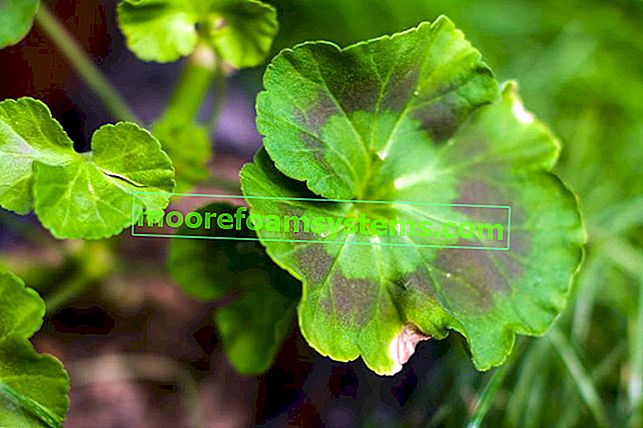 Napadené choroby listů pelargonium a pelargonium, choroby listů pelargonium a jejich tlumení