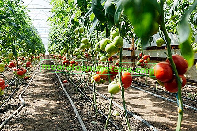 Tomates attachées dans une serre et conseils pour attacher les tomates