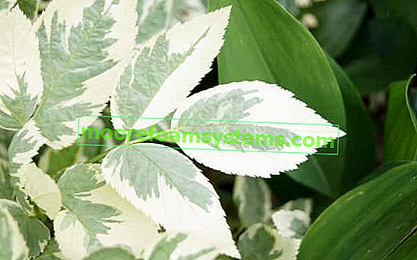 Komarzyca - una pianta che respinge le zanzare! Coltivazione, cura, svernamento e altri fatti interessanti