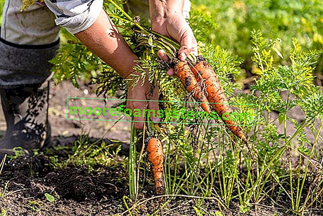 Отглеждане на моркови в градината - засаждане, отглеждане, грижи 2