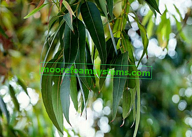 List kraljevskog eukaliptusa. To je najviše listopadno drvo na svijetu, niže samo od crveno drvo