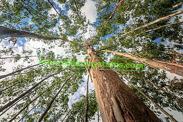 Kraljevski eukaliptus kao najviše drvo na svijetu pored sekvoje fotografirane odozdo