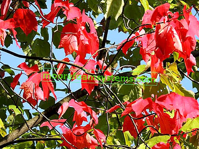 Érable rouge (Acer rubrum, RED SUNSET) - description, plantation, soins, maladies, prix 2