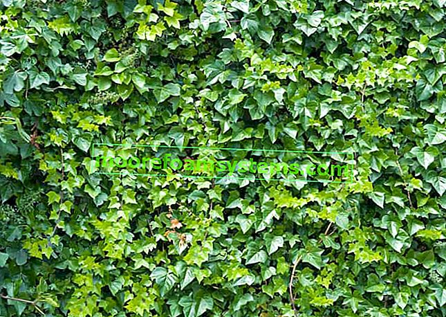 Многолетние вечнозеленые лианы - сорта, посадка, выращивание, уход