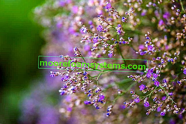 Zatrwian - krásná květina - odrůdy, pěstování, péče, rady