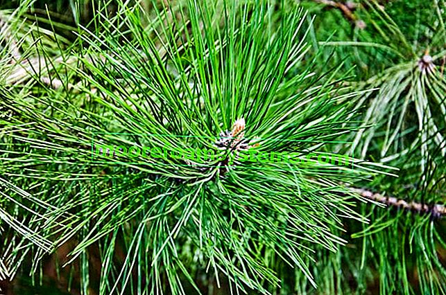 Gelbe Kiefer (Pinus ponderosa) - Beschreibung, Sorten, Anbau, Pflege, Krankheiten