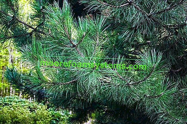 Borovice žlutá (Pinus ponderosa) - popis, odrůdy, pěstování, péče, nemoci