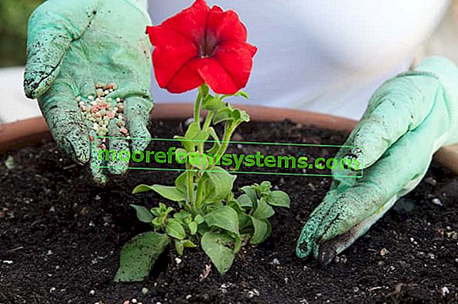 Hydrogel pro rostliny v květináčích - druhy, cena, aplikace, působení