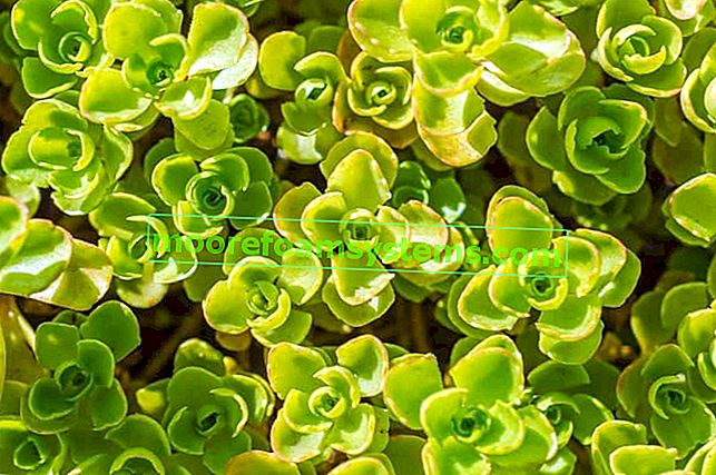 Stonecrop vagy sárga babos Sedum acre virágzáson kívül, zöld levelek formájában