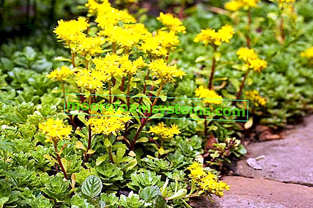 Sedum acuto chiamato anche sedum giallo o dal latino Sedum acre durante la fioritura con fiori gialli