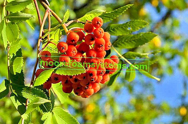 Orange Ebereschenfrüchte auf dem Baum