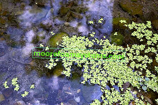 Duckweed в езерце - методи за отглеждане и борба с това малко растение