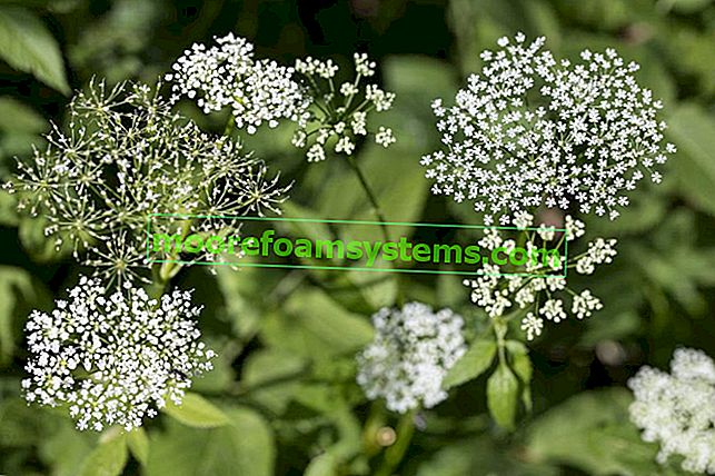 Близък бъз и цветя в близък план, неговото използване и лечебни свойства