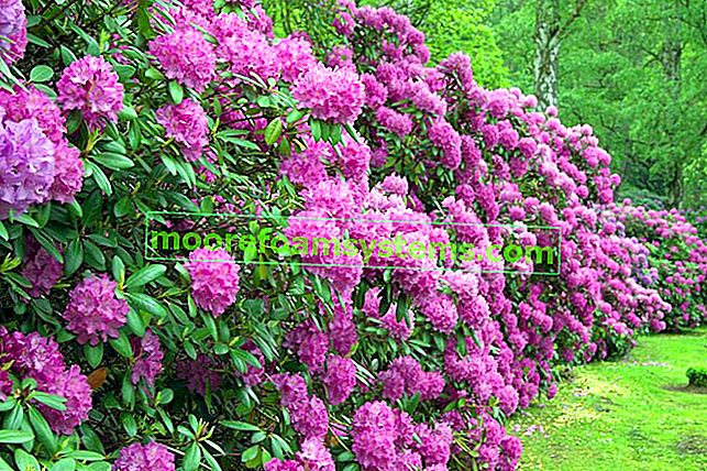 Katawbi rododendron - popis, výsadba, pěstování, péče, tipy 2