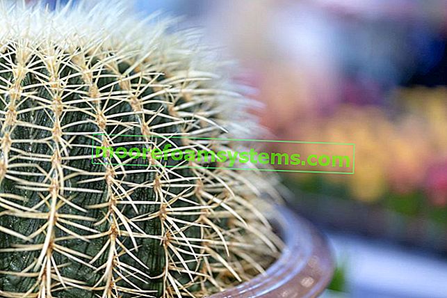 Echinocactus grusonii v květináči - péče, zalévání, pěstování 2