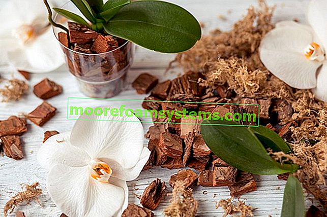 Бяла орхидея - отглеждане, грижи, поливане, цена, съвети 2