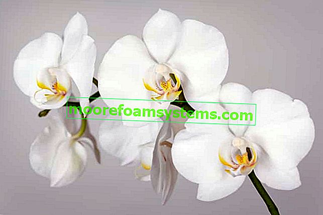 Красива бяла орхидея