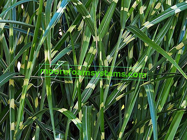 Китайски мискантус (грацилимус) - сортове за градината, отглеждане, грижи, цени, интервал 2