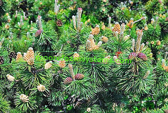 Планински бор (Pinus mugo) - сортове, изисквания, отглеждане, грижи