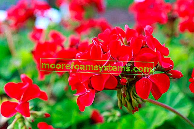 Červené pelargónie květiny