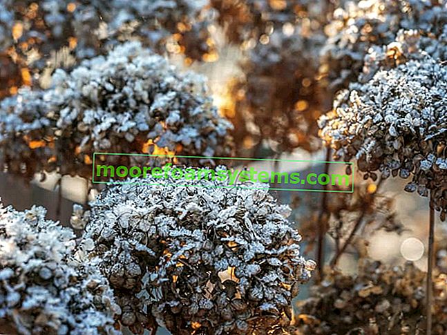 Hivernage de l'hortensia de jardin - comment protéger la brousse pour l'hiver