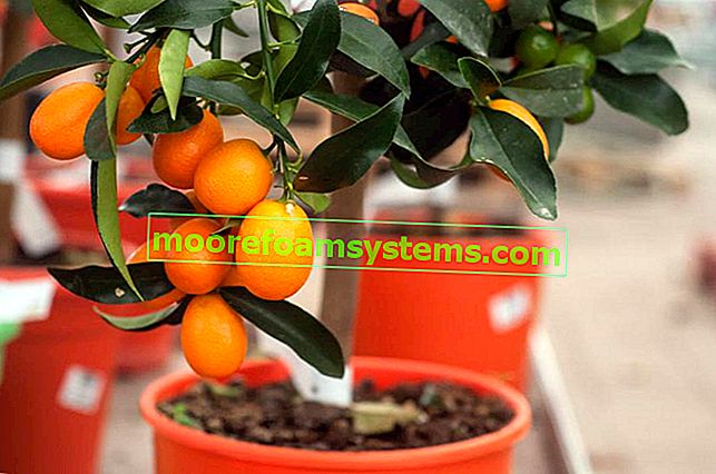 Портокалово дърво в саксии и портокалово дърво, което да расте у дома