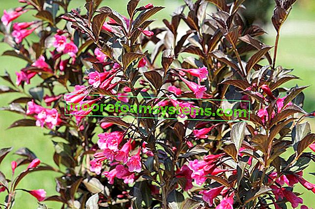 Розовият храст по време на цъфтежа в градината, както и неговото отглеждане и грижи