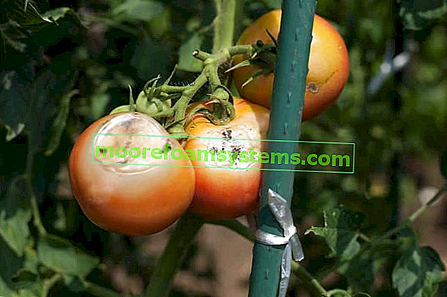 Thrips sur tomates
