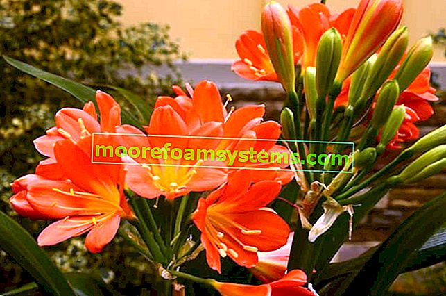 Orange Clivia während der Blütezeit