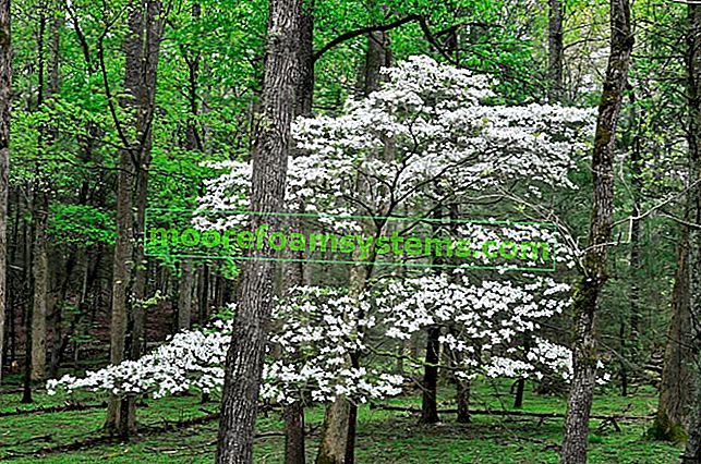 Dogwood elegantissima (blanc) - plantation, culture, coupe, entretien 2