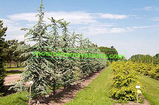 Kanadská borovice - požadavky, odrůdy, výsadba, pěstování, péče