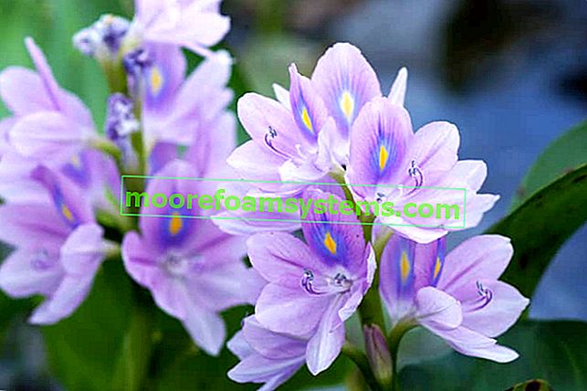 Vodní hyacint - popis, požadavky, pěstování, péče, zimování, rady