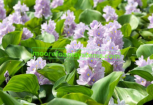 Vodní hyacint - popis, požadavky, pěstování, péče, zimování, rady