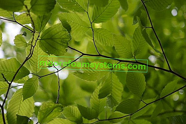 Зелени листа от елша