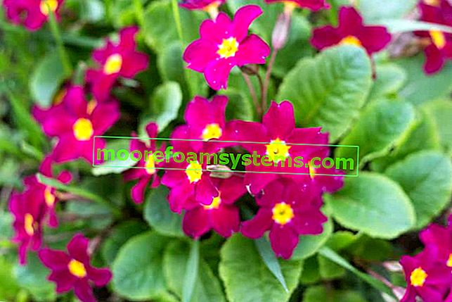 Coupe Primula (Primula obconica) - culture, entretien, arrosage, conseils 2