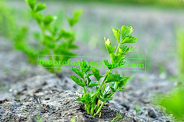 Celer v zahradě - výsadba, pěstování, péče, nutriční vlastnosti 2