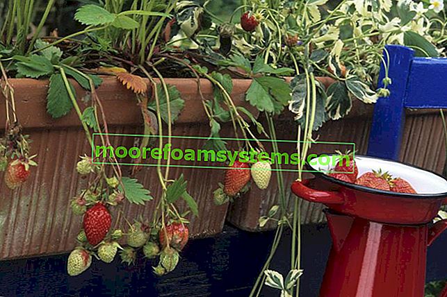 Балкон ягоди в контейнери по време на прибиране на реколтата, а също и варете ягоди на балкона