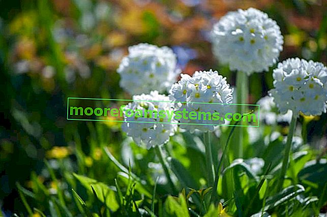 Gezackte Primeln (Primula denticulata) - Anbau, Pflege, Fortpflanzung, Preis 2