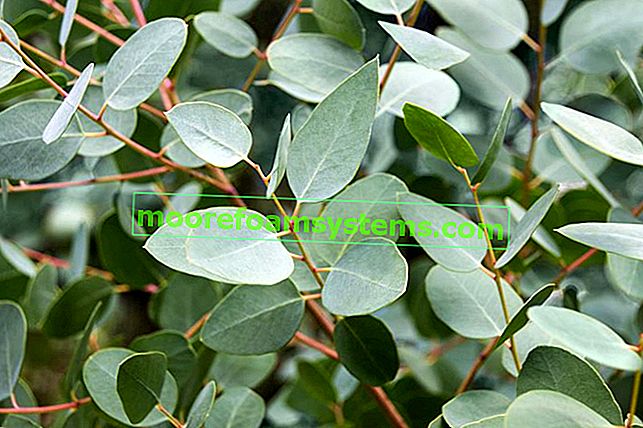Eukalyptus doma - odrůdy, výsadba, pěstování, péče, zalévání 2