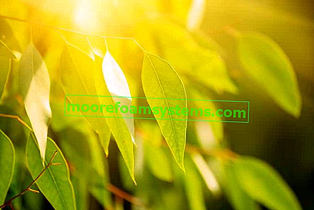 Zelený eukalyptový listí na slunci