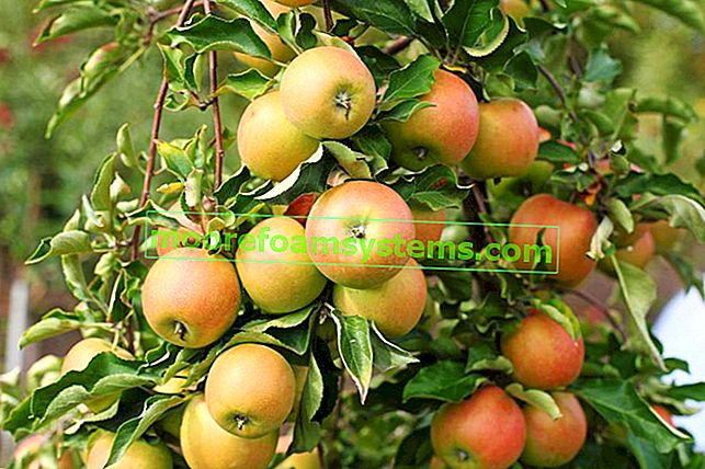 Ябълки Джонаголд на дървото и други препоръчителни сортове зимни ябълки