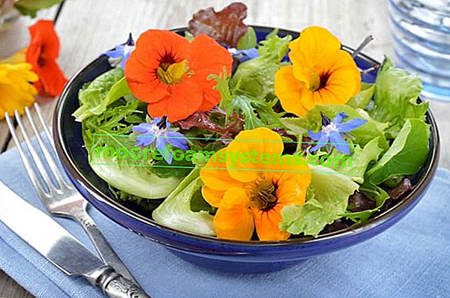 Jedlé nasturtium na salátu