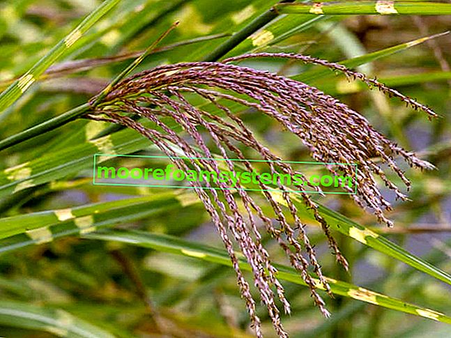Čínský miscanthus 'Zebrinus' - pěstování a péče o krásnou okrasnou trávu