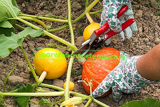 Dýně na zahradě - odrůdy, výsadba, pěstování, péče 3