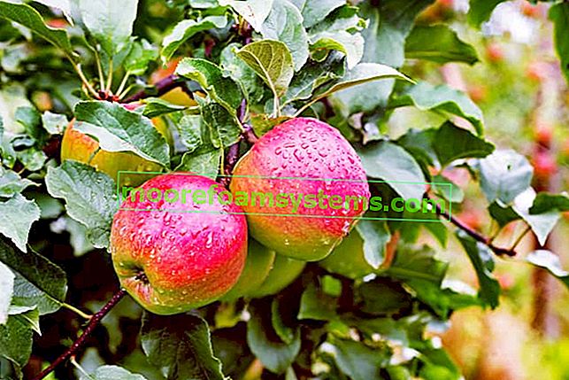 Ябълково дърво Ligol в градината