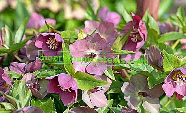 Čemeřice východní (Helleborus orientalis) - popis, výsadba, pěstování, péče, požadavky 2
