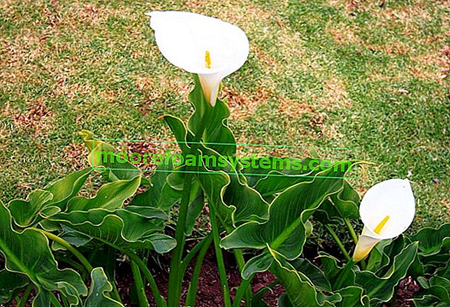 Pot Kalia - eine Blume, die jedem zu Hause gefallen wird - Pflege, Bewässerung, Beratung