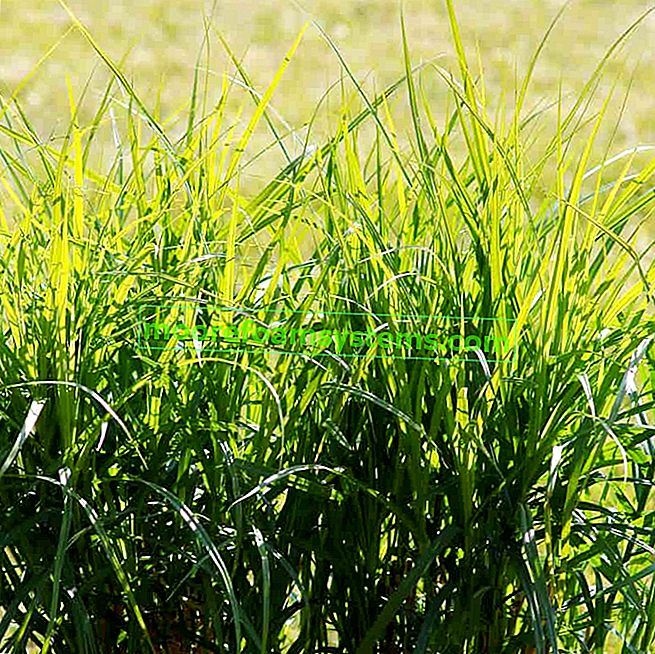 Палмова осока (Carex muskingumensis) - сортове, описание, отглеждане, грижи, съвети