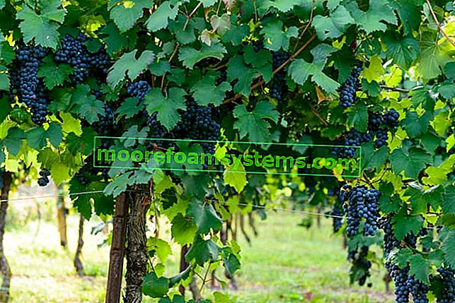 Vinska trta z grozdjem v šopih