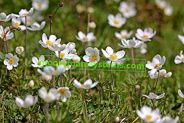 Анемона с големи цветя (Anemone sylvestris) - описание, отглеждане, грижи, съвети 2